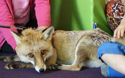 Foxi, die zahme Füchsin im Montessori-Kiga